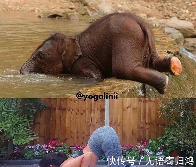 瑜伽|如果动物也“瑜伽”是什么样子?这只熊猫也太萌了