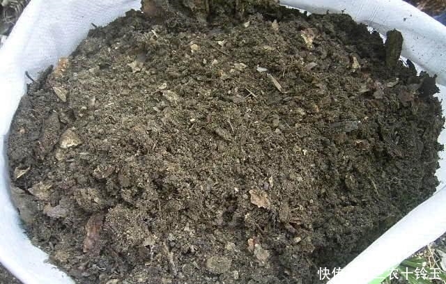 再也|制作腐叶土原来这么简单, 以后再也不用花钱了