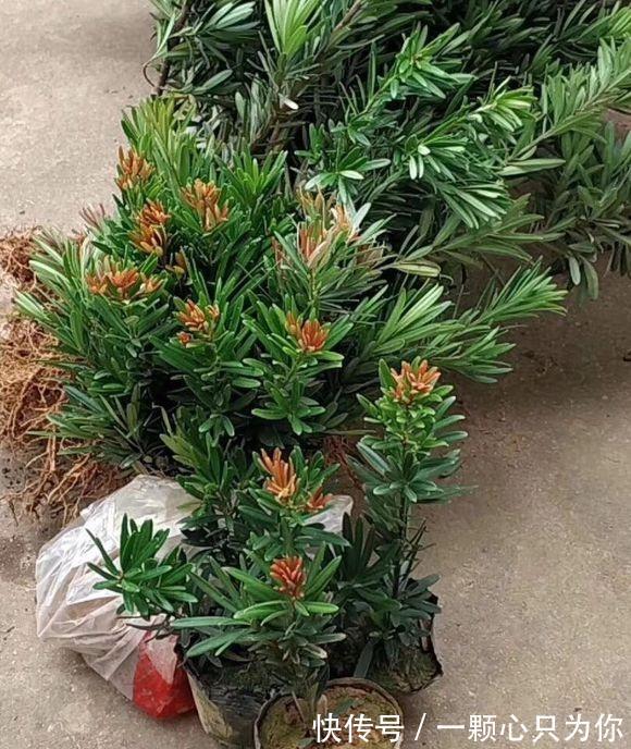 罗汉松|喜欢罗汉松的看过来,这个品种的罗汉松,好看还耐冻,更具观赏性