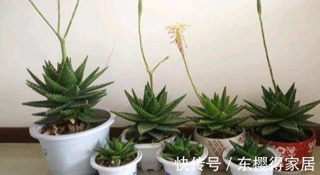 浇水|秋天养芦荟，4个小技巧，花箭一米高，冒芽20多，又壮又肥