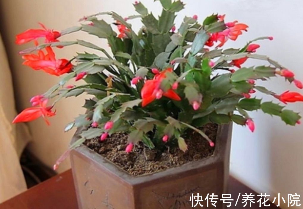 光照|家里养的长寿花蟹爪兰,10月做好3件事,让它尽快孕育花苞