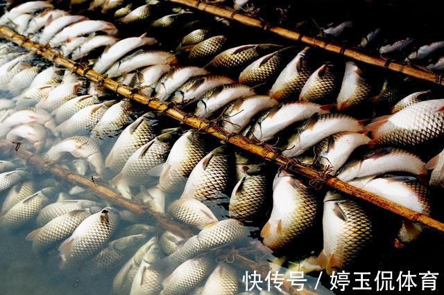 存活|让鱼儿离水几天不死?民间古老的“弓鱼术”,其实原理很简单