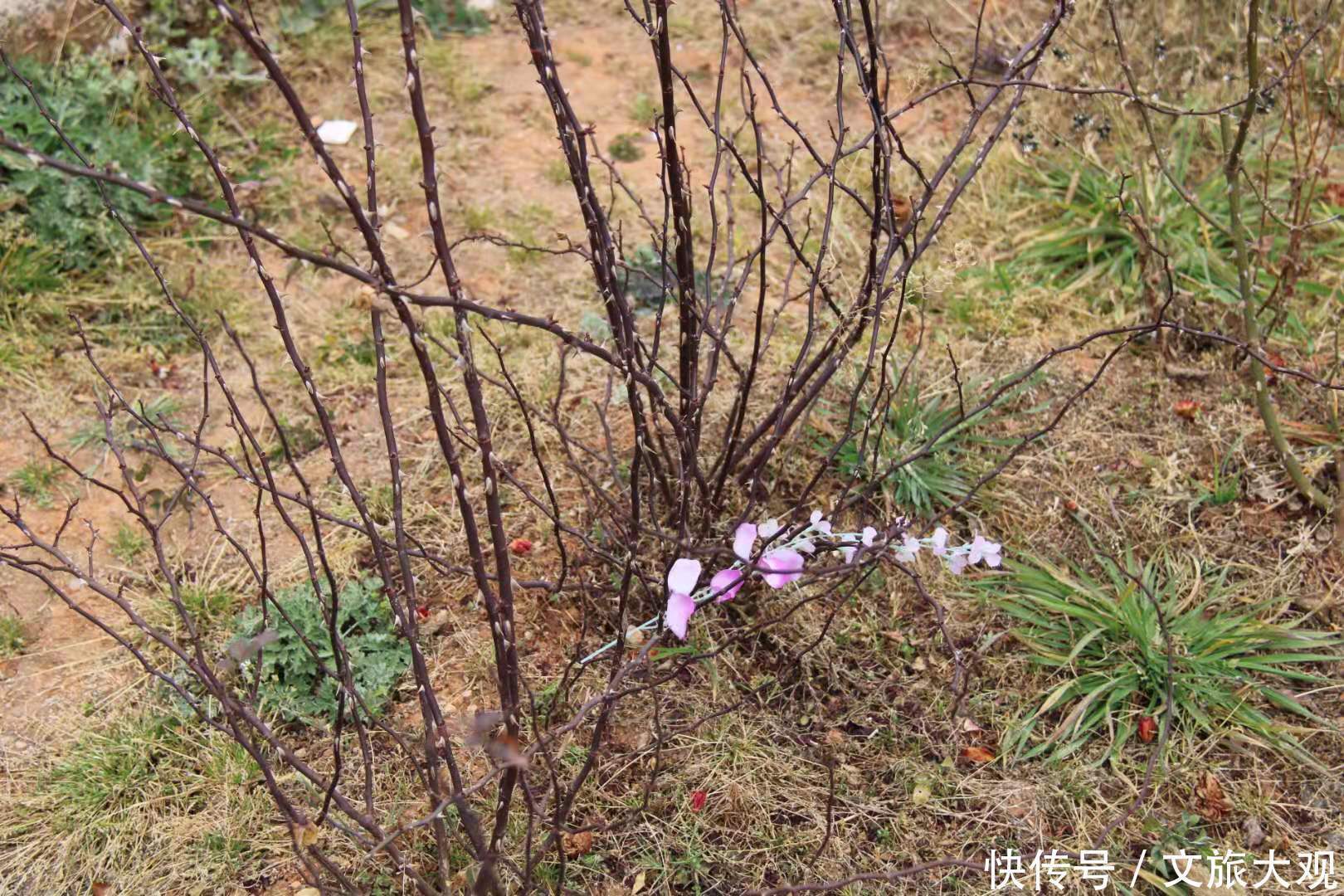 昆明冬日看花