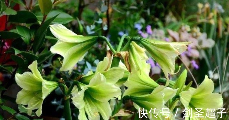 网红封蜡朱顶红,懂花的人不忍心买,看着就遭罪