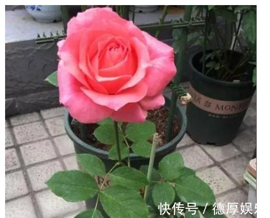 养花就养它,漂亮好养4季开,一朵开30天,阳台盆栽首选!