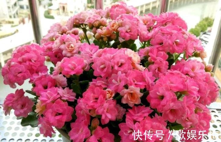 君子兰|容易被水浇死的“14种花”,手太勤反而养不活