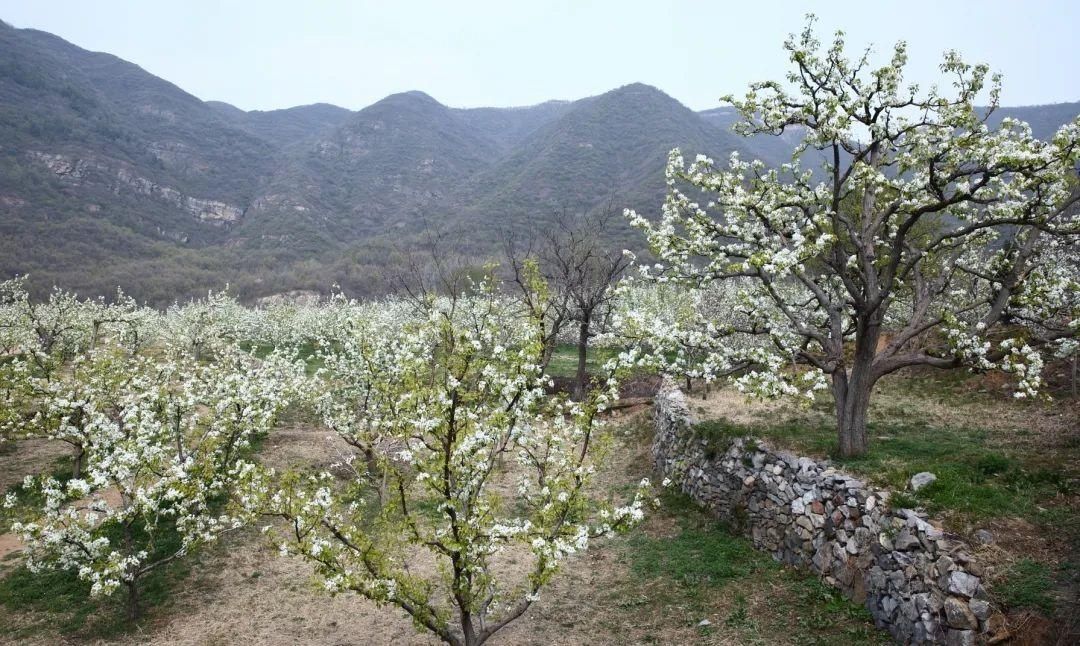 千树万树梨花开，东山梨园飘香