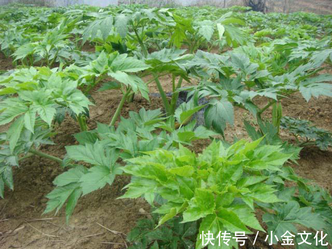 价值|乡下这种野草,具有“长生不老之功效”,价值极高,你认识它吗