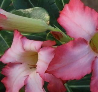 这三种绿植最适合忙人养,不用照顾的太好,自己就能蹭蹭长不停