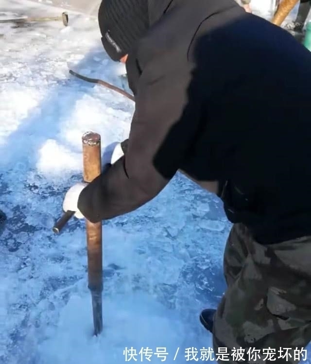 东北的老头鱼是一种什么鱼？生活在野泡子里，冬天冰封也冻不死