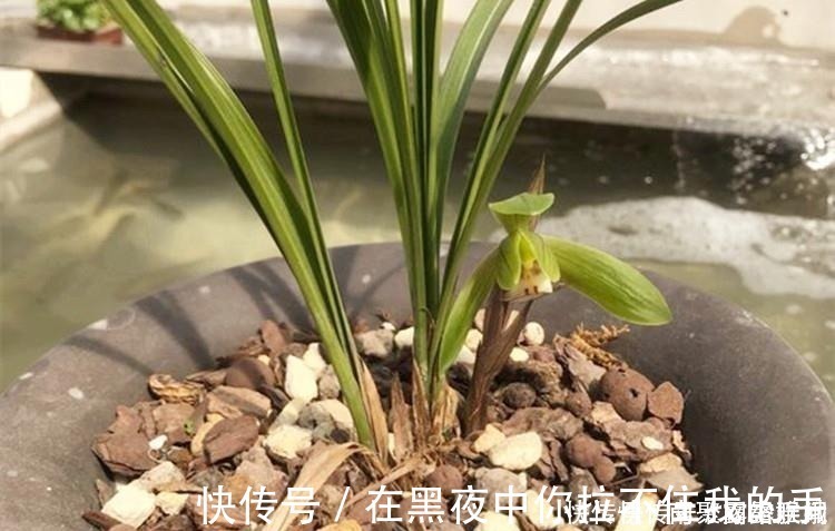 菇凉|兰花爱喝这种“催花水”，什么淘米水、过期药都不如它，简单实用