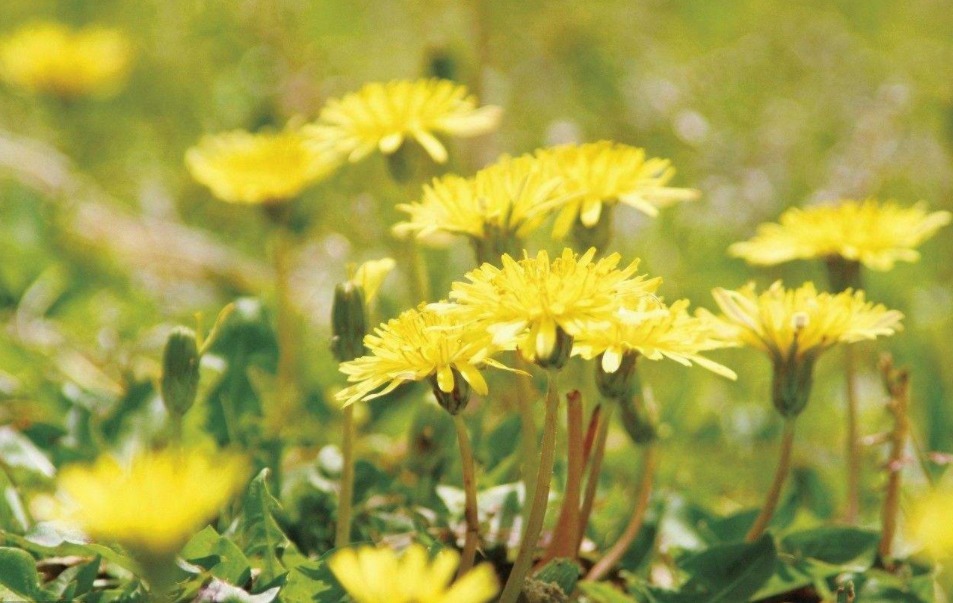 聪明的女人不用面膜，洗脸的时候用一物，色斑、皱纹通通祛除！