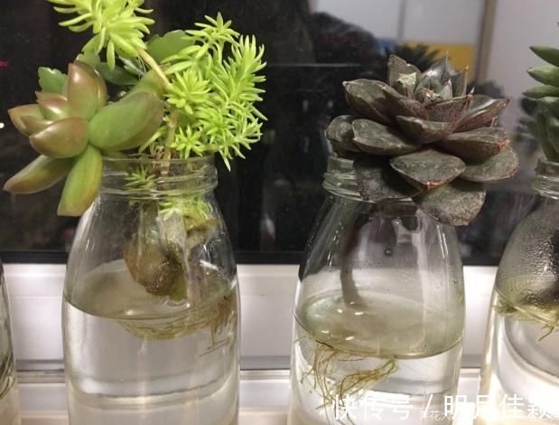 多肉丢水里好度夏,叶子疯狂吸水,几天就变胖了