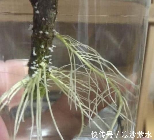 常用的调料是营养素,养花必备