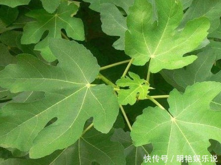 病发症|无花果的叶子为中药至臻，功效价值受中医欢喜！一定要收藏好
