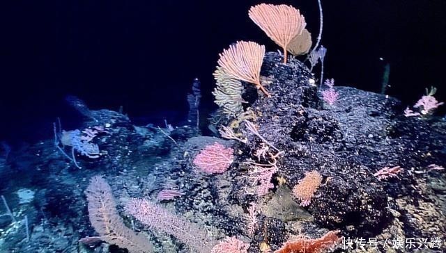 海沟 马里亚纳海沟1万米深处的水还是液态的吗?温度是多少?