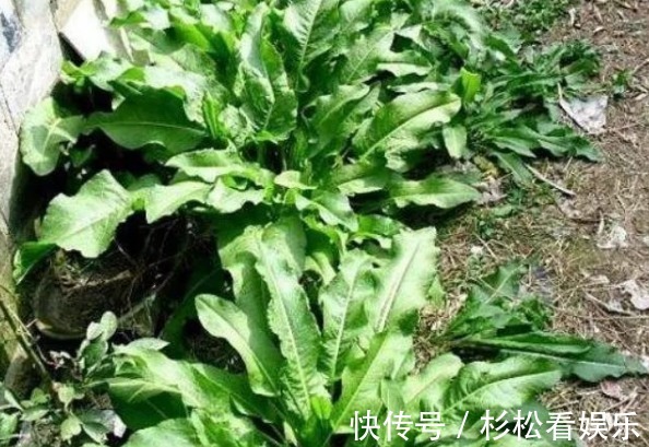 野菠菜|农民这种野草，过去用来喂猪，如今卖到20一斤，人称“野菠菜”