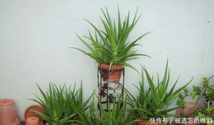 懒人|为懒人准备的6种盆栽花卉, 一两个月忘记浇水也能活得滋润!