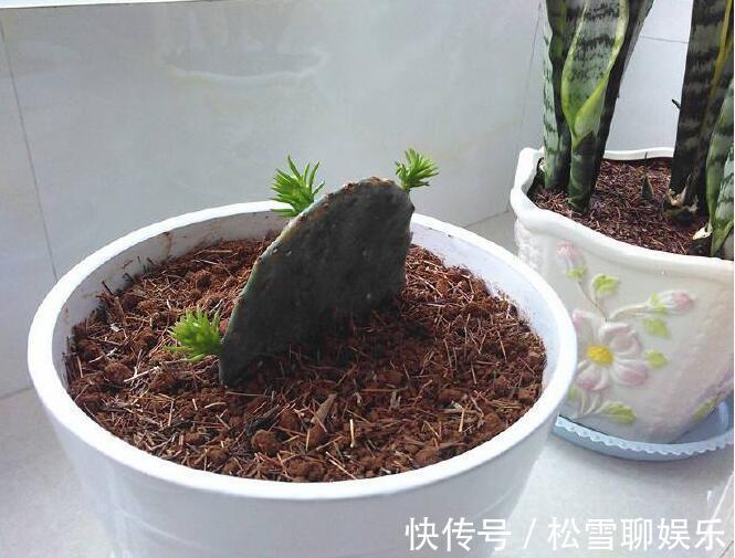 仙人掌怎样扦插教你3种扦插小妙招，30天就能生根，一盆变多盆