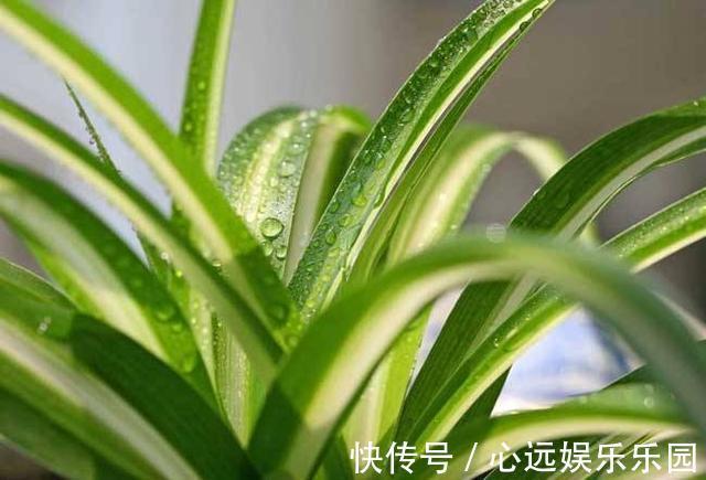 金边|金边吊兰真漂亮,盆里埋层“养花料”,新叶猛长还抽穗!
