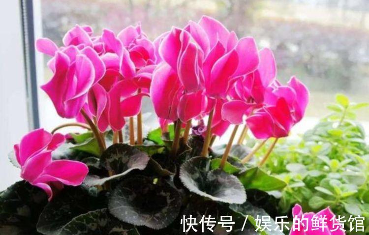 花苞|从8月20日开始,家养此款花卉,浇水越勤快,好养又漂亮