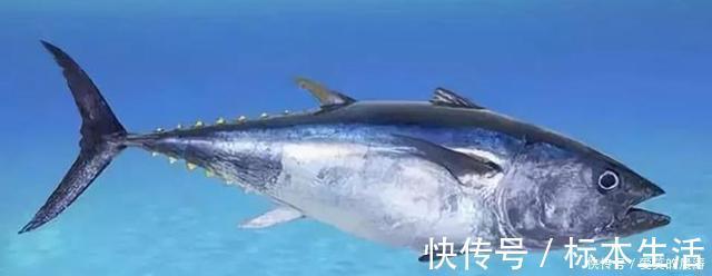 吃法|世界上最好吃的五种鱼，第一种浑身是毒，反而成为最高级的食材