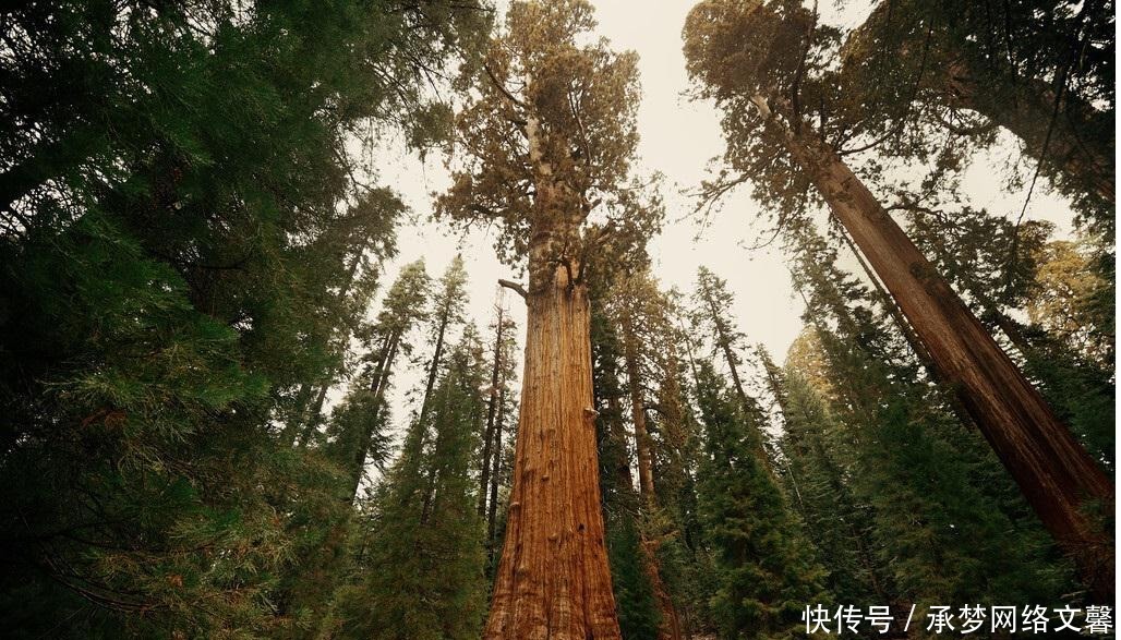 树木|“单体最大的树”在哪儿？重量超2800吨，发芽时中国还在商朝