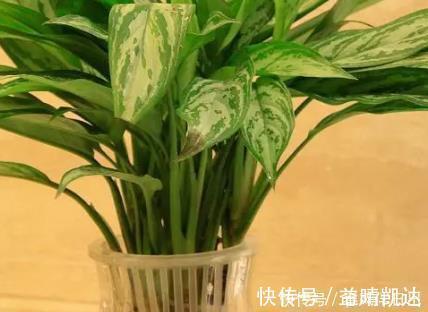 这三种绿植堪称二手烟的天敌,居家养一盆,空气清新健康无忧