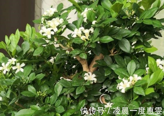 花友|种在阳台的九里香,既能净化空气环境,又能满屋飘香