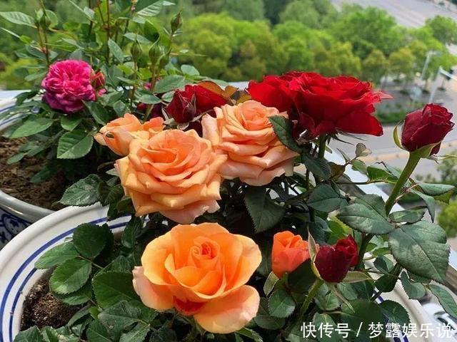 土里拌点它,轻松变成酸性土,养花不黄叶!