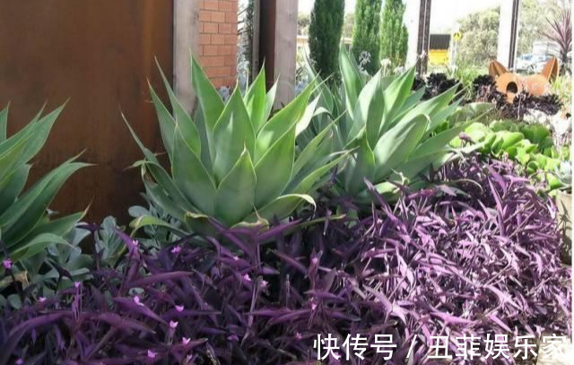 这3种吊兰千万别这么养,不然疯长爆芽,控制不住!