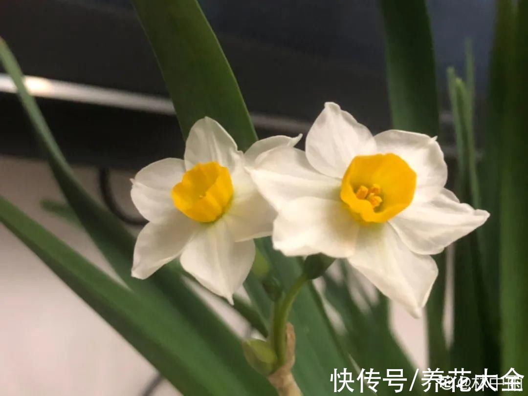 磷酸二氢钾|9种花是“一次性”，年前买、年后扔，不心疼钱吗？