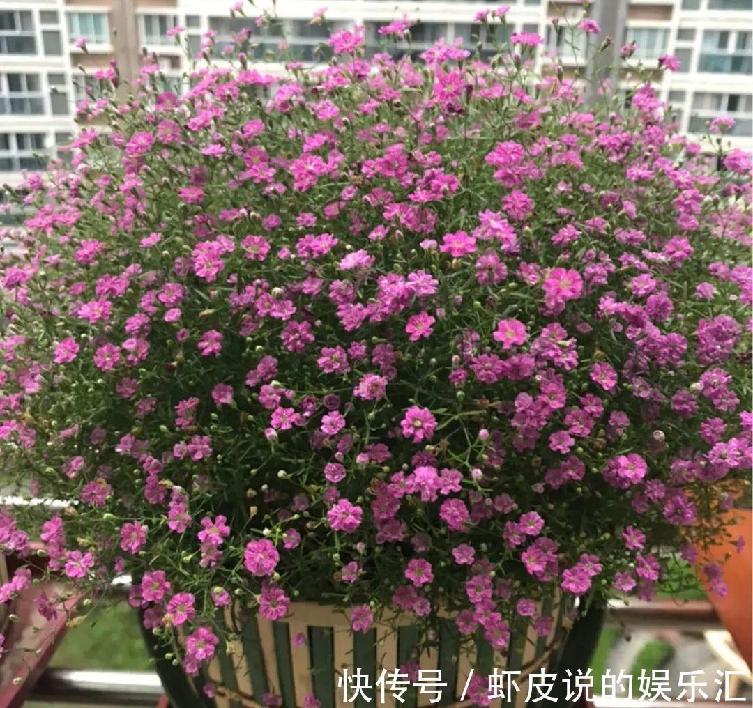 冬天花市“猫腻”多,5种“激素花”,多好看也别买,白白浪费钱