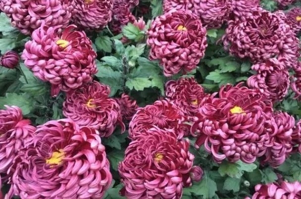 新手养花,不如养盆花中精品“冰雪皇后”,蓝色精灵,如痴如醉!