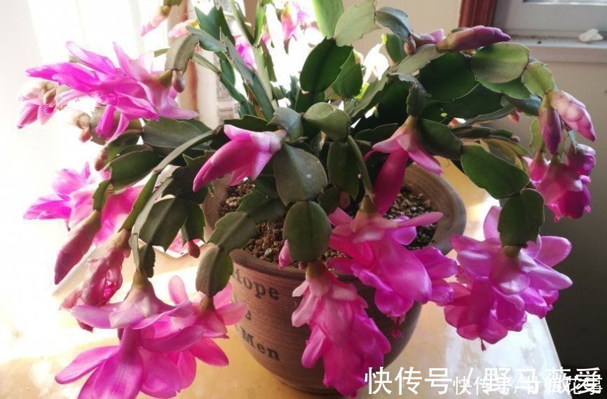 浇水|蟹爪兰叶子软塌,难复花,“根源”在这里,解决后重新饱满猛开花