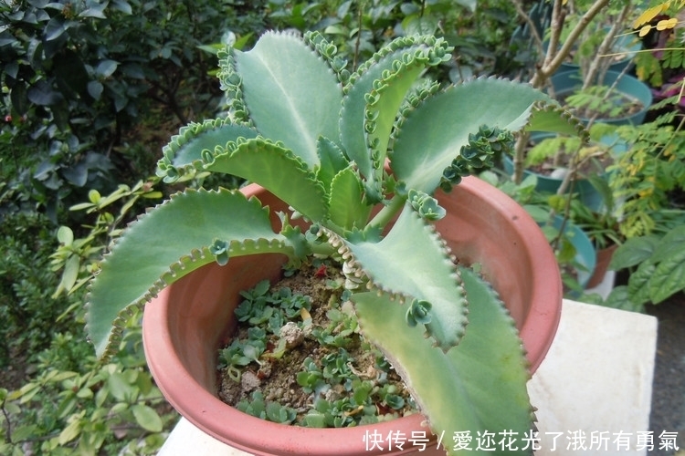 有一种不死花，一片叶子就可重生，开出来的花让很多人如痴如醉！