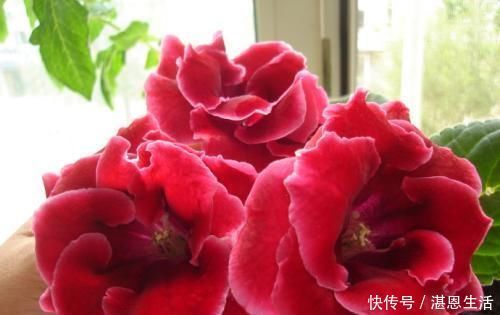 养护|2种漂亮花,花开艳丽,好看又好养,人人见了都夸美