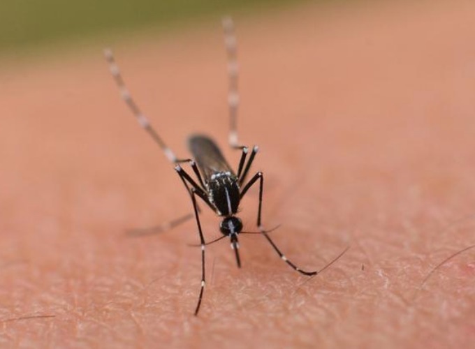 蚊子|关灯蚊子嗡嗡叫,开灯却找不到教你3个方法,让你整夜安睡