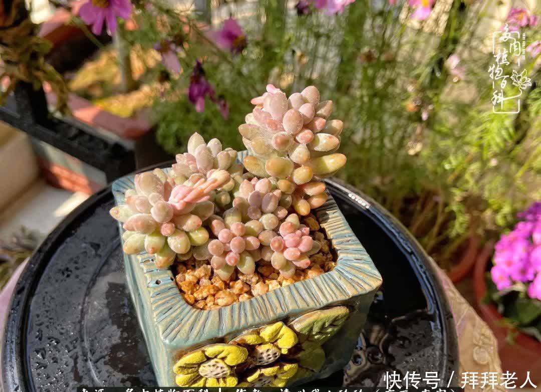 多肉与我,不负时光韶华!