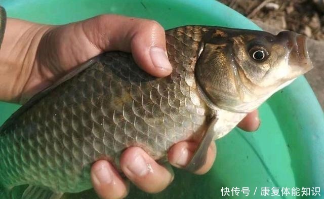 小鱼闹窝并不是坏事，明白这几点，再也不怕小鱼闹！