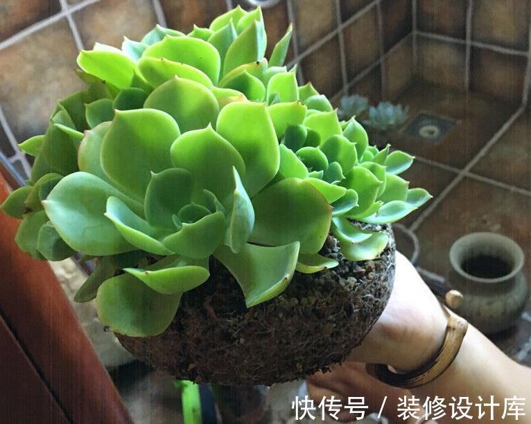 谨记|立秋前后,给多肉换盆,请谨记正确操作!