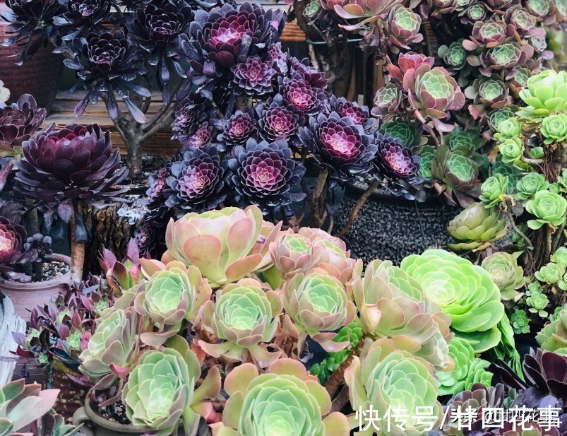 根系|9月3招“召唤术”，唤醒多肉法师，醒了“补一补”，上色爆芽多