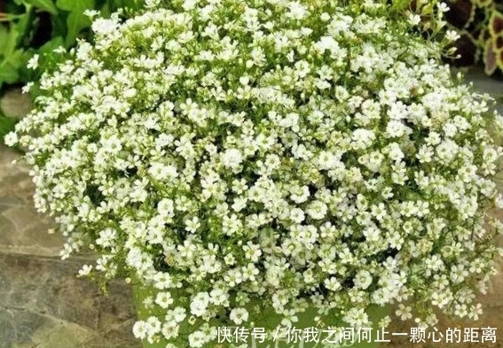 全日照|这5种花爱晒太阳,越晒花越多,很快就能爆盆!