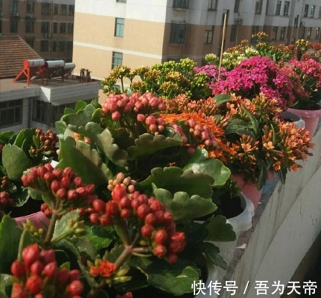 花盆|长寿花有“4喜3怕”,避开小坑,快速开花一大片,太省心了