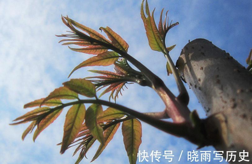 果蔬菜|想长寿要会吃,适合多吃的好食物,延缓衰老,补血养气,身体年轻