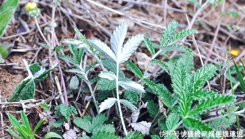 根似人参却不是“参”,长在农村过去常忽视,如今20元一斤