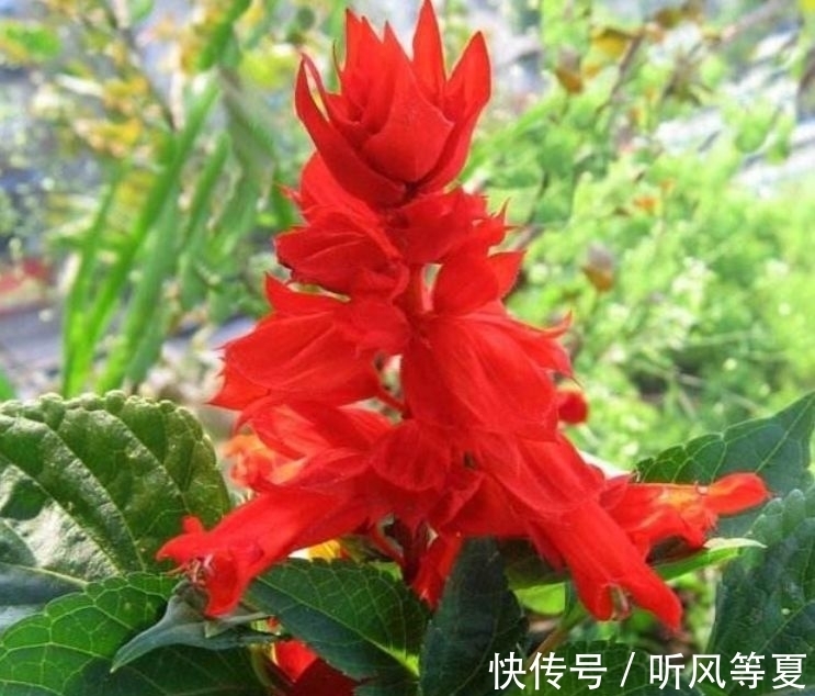 4种花超好养的,随便一养就爆盆,全年开花不断