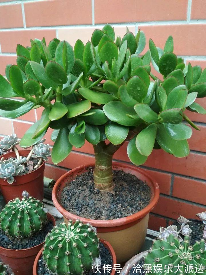 玉树|在家养玉树,记得每月砍一刀,半年长成老桩!