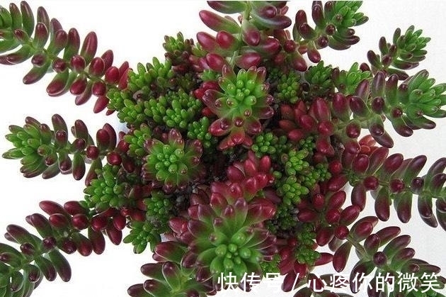 养护|6种多肉就应该挂起来养,长成“花瀑布”美极了,看起来真过瘾