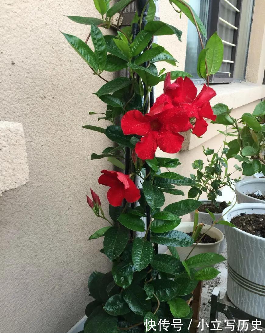 家里有院子，养上6种爬藤花，长势旺，开花能力强，美观又大气